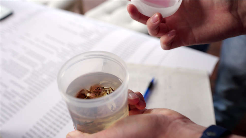 Begutachtung und Auswertung der gesammelten Insekten