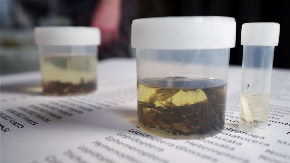 Mit der Lichtfalle gesammelte Insekten